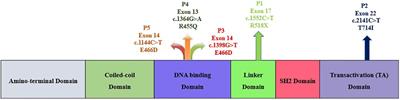Unraveling the unphosphorylated STAT3–unphosphorylated NF-κB pathway in loss of function STAT3 Hyper IgE syndrome